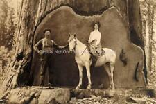 Logger Cut Redwood Tree 1905 Photograph California Loggers Vintage Photo E088 picture
