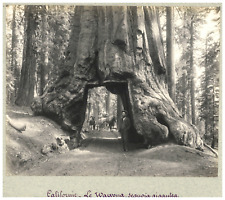 California, The Wawona, Vintage Print Giant Sequoia, Silver Print 21.5 picture