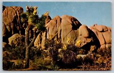 CA-California, Joshua Tree and Desert Rocks, Vintage Postcard picture