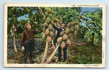 Postcard Giant Papaya in Florida linen 1935 H94 picture