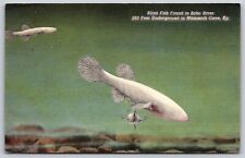 Postcard Blind Fish Found in Echo River linen U116 picture