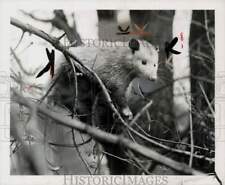 1953 Press Photo An opossum on a tree branch - lra80813 picture