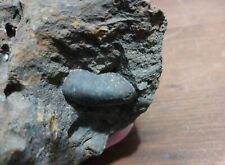 Concretion Embedded In Matrix Unusual Native Oblong  Fossil Holey Rock Stone picture