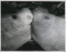 1954 Press Photo Kissing Manatees, Winston and Jenny - mjb26024 picture