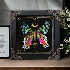Real Sunset Moth Art Framed Occult Dried Taxidermy Insect Bugs Gothic Decor picture