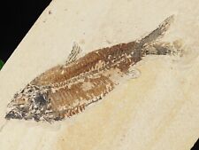 Visible SCALES On This 50 Million Year Old FISH Fossil With Stand Wyoming 701gr picture