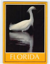 Postcard Great Egret Florida USA picture