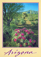 Superstition Mountains Arizona Desert Cacti 4x6 Postcard picture