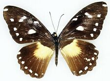 Insect Butterfly Moth Papilionidae Papilio jacksoni hecqui-Rare Female No.2 picture