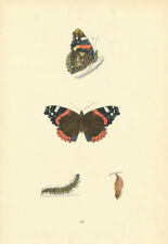 BRITISH BUTTERFLIES. Red Admiral. MORRIS 1893 old antique print picture picture