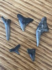 South Carolina Great White Shark Tooth Fossil SET of 5 ~ BID 4 CHARITY ❤️blt15j picture