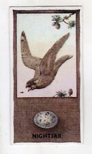 Phillips British Birds and their eggs card 1936. #37 Nightjar picture