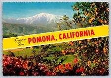 Postcard California Pomona Greetings Winter Oranges 5E picture