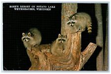1984 Three Raccoons Rose Resort Potato Lake Weyerhauser Wisconsin WI Postcard picture