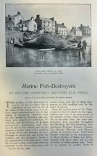 1902 Marine Fish Destroyers Whales Sharks illustrated picture