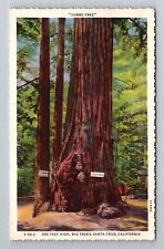 Santa Cruz CA-California, Jumbo Tree 250 Feet High, Vintage Postcard picture