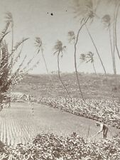 Honolulu Hawaii HI Rice Fields 1901 Stereoview SV Photo picture