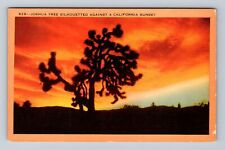 CA-California, Joshua Tree Silhouetted, Antique, Vintage Postcard picture
