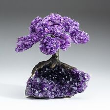 Large - Amethyst Clustered Gemstone Tree on Amethyst Matrix -The Protection Tree picture