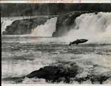 1972 Press Photo Pacific Salmon Swims Upstream in Willamette River, Oregon picture