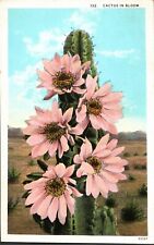 Postcard Cactus In Bloom c1913 picture