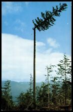Postcard Chrome Lumberjack topping a spar tree Washington picture