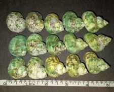 15 Small Green Turbo Hermit Crab Growth Shells picture