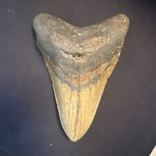 5.1 INCH REAL MEGALODON SHARK TOOTH  FOSSIL GIANT  PREHISTORIC MEG TEETH #0065 picture