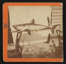 Shark Agunquit Ogunquit Maine c1900 Old Photo picture