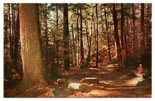 Vintage Forest Cathedral Cook Forest State Park PA Postcard Unposted Chrome picture