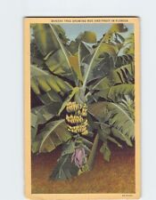 Postcard Banana Tree Showing Bud & Fruit Florida USA picture