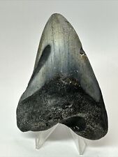 Megalodon Shark Tooth 4.16” Unique - Real Fossil - Natural 18230 picture