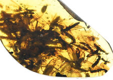Swarm of Isoptera (Termite) Fossil inclusion in Burmese Amber picture