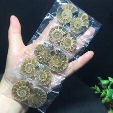 5pair 81g 30mm of Split Ammonite Fossil Specimen Shell Healing Madagascar 313 picture