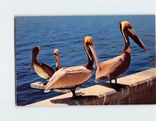 Postcard A peculiar bird is the pelican picture