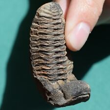 Very Rare Trilobite Fossil Viaphacops orurensis Positive & Negative Bolivia picture