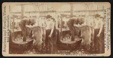 Photo:Skinning sheep. Armour's. South Omaha picture