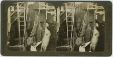 CHICAGO SV - Meat Packing House - Killing Hogs - HC White c1906 picture