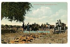 East Windsor Conn CT - HARVESTING TOBACCO AT WAREHOUSE POINT- Postcard picture