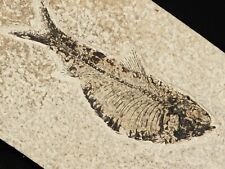 50 Million Year Old Knightia ALTA FISH Fossil with Stand Wyoming 589gr picture