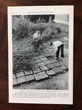 1939 vintage original magazine photo Roasting Clams At Southampton Golf Club picture