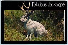Postcard - The Fabulous Jackalope of North America picture