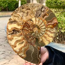 2.81LB Rare Natural Tentacle Ammonite FossilSpecimen Shell Healing Madagascar picture