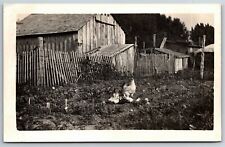 Vintage c1915-20 PPC Postcard - Chickens w/ Chicks - Farm Coop picture