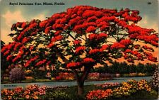 Miami Florida Royal Poinciana Tree  Linen Postcard picture