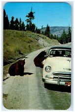 c1950's Bear Cubs Begging For A Handout In Yellowstone National Park WY Postcard picture