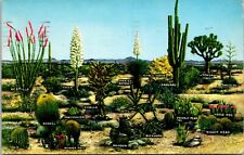 Desert Vegetation Plants Cactus Joshua Tree Yucca Buckhorn Mescal Postcard picture