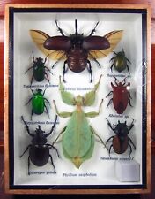 Real Insect Taxidermy Display Framed Box Butterfly Art Decor Gift Collection #14 picture