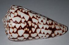 106 mm HUGE SIZE HARD TO FIND Conus Marmoreus Bandanus Seashell Masbate Island picture