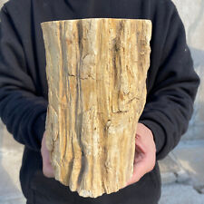 8.4lb Large Beautiful polished Arizona petrified wood rough mineral specimen picture